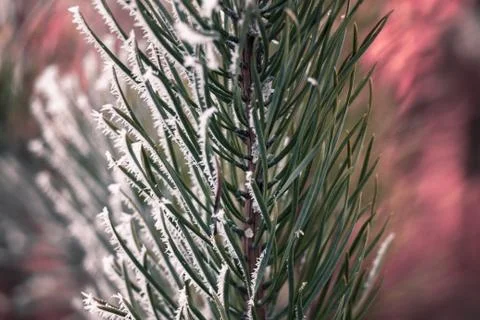 Green thick branch with needles Stock Photos