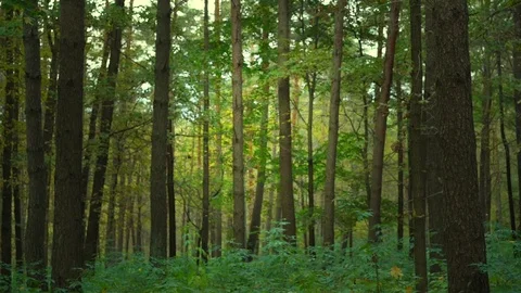 Green thick forest with grass on ground and thin tree trunks Video stock 119158118