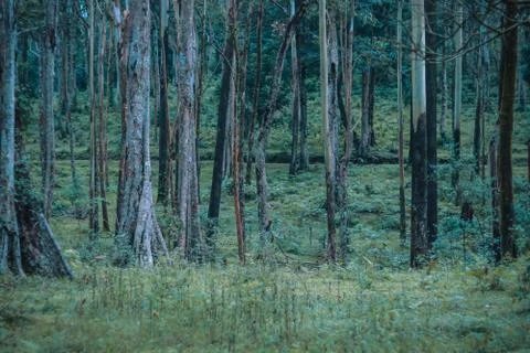 Green thick forest with tall trees in the Western Ghats Mountain Stock Photos