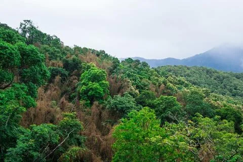 Green thick forest with trees in western ghats kerala Stock Photos
