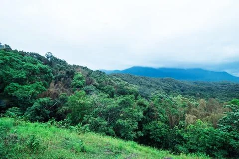 Green thick forest with trees in western ghats kerala india Stock Photos