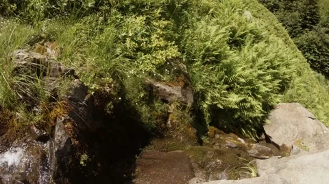 Green Thick Grass Over Stones and Stream Stock Footage 66580005
