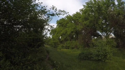 Green thick grove with trees and grass Stock Footage 130168671