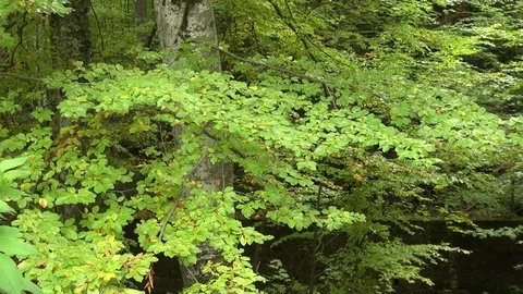 Green thick mountain forest in the wilderness on a cloudy autumn day Stock Footage 83242244