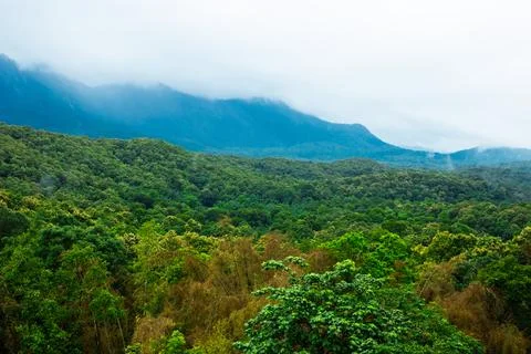 Green thick rain forest with background of misty mountains Stock Photos