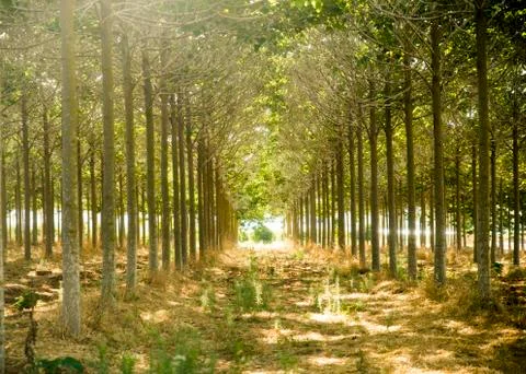 Green thicket Stock Photos