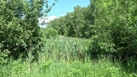 Green thickets of grass and trees on a sunny day Stock Footage 287730672