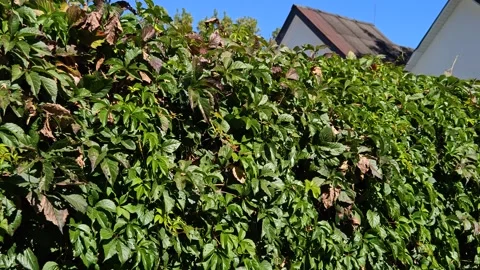 Green thickets in the sun and rooftops Stock-Footage 317649730