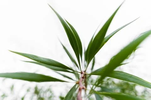 Green thin leaves in white background Stock Photos