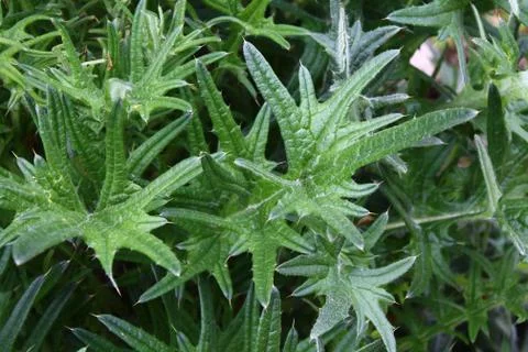 Green thistle in the forest Stock Photos