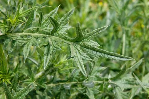 Green thistle leaves with sharp edges and serrated margins Stock Photos