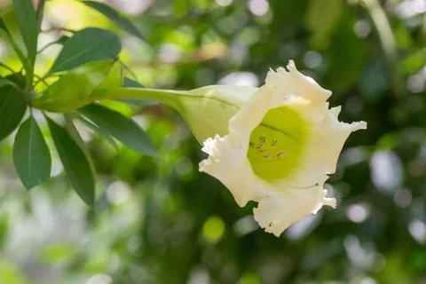 Green thorn apple Stock Photos