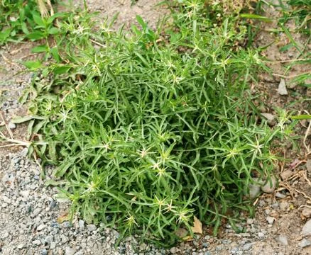 Green thorn Stock Photos