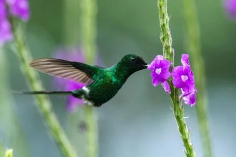 Green Thorntail, hovering next to violet flower in garden, bird from mountain Stock Photos