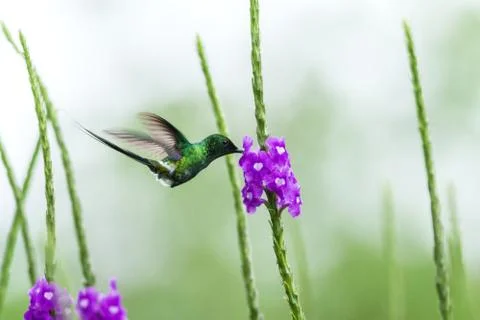 Green Thorntail, hovering next to violet flower in garden, bird from mountain Stock Photos
