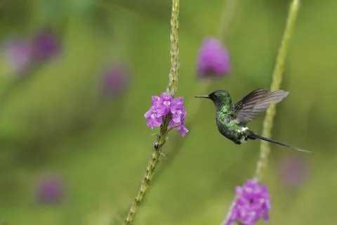 Green Thorntail, hovering next to violet flower in garden, bird from mountain Stock Photos