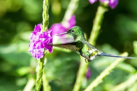 Green Thorntail, hovering next to violet flower in garden, bird from mountain Stock Photos
