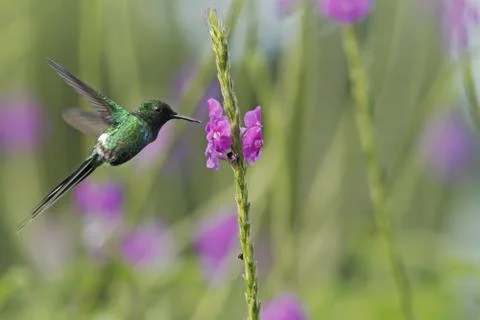 Green Thorntail, hovering next to violet flower in garden, bird from mountain Stock Photos