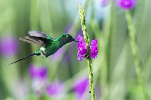 Green Thorntail, hovering next to violet flower in garden, bird from mountain Stock Photos