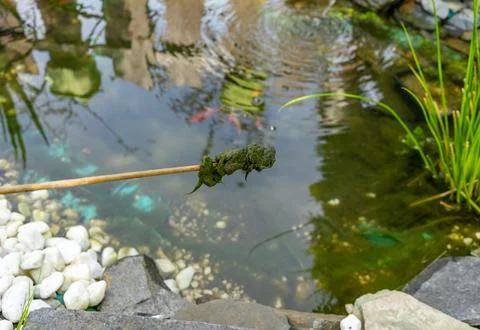 Green Thread algae plague in the garden pond Stock-Fotos