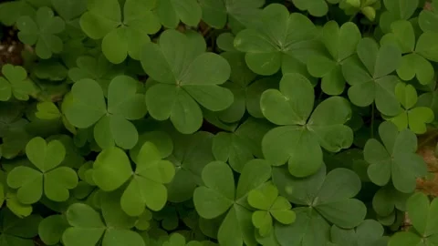 Green three-leaf clover plant in the shape of a heart. Stock Footage 303210081