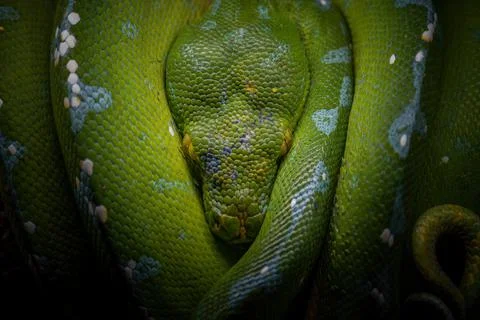 Green three python in darkness Stock Photos