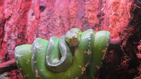 Green three python rests on a branch with a rock background Stock Footage 281429312