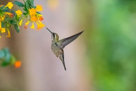 Green throated mountain gem feeding on flowers Stock Photos