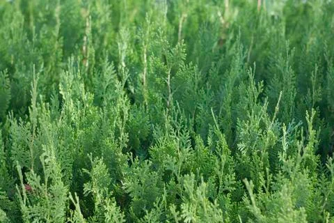 Green thuja background macro Stock Photos