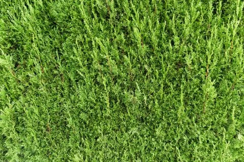 Green thuja background Stock Photos