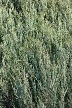 Green Thuja background Stock Photos