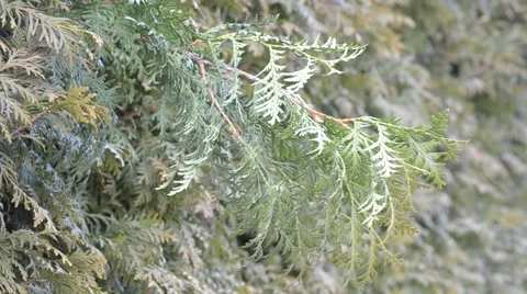 Green thuja branch blown by wind on evergreen hedge background Stock Footage 48165438