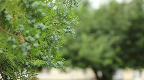 Green thuja branch closeup Stock Footage 51469991