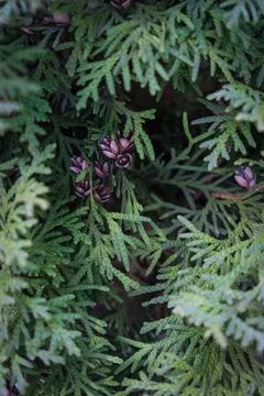 Green thuja branches background. Stock Photos