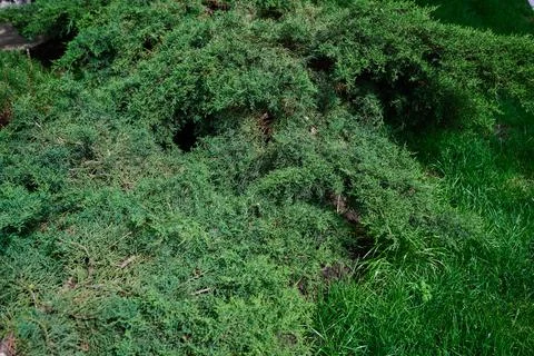 Green thuja branches close up Stock Photos