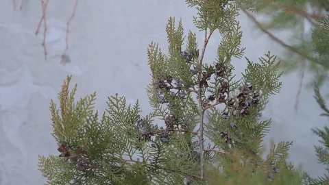 Green thuja close-up. branch of thuja Stock Footage 122942273