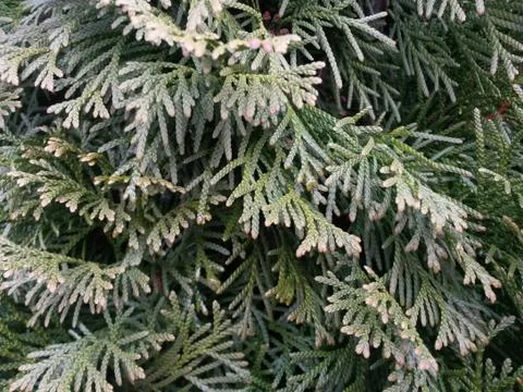 Green thuja close up Stock Photos
