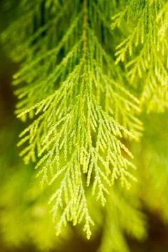 Green thuja detail Stock Photos
