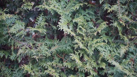 Green thuja hedge moves in the wind Stock Footage 123080800
