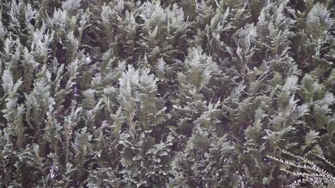 Green thuja hedges background moves in the wind Stock Footage 123082101