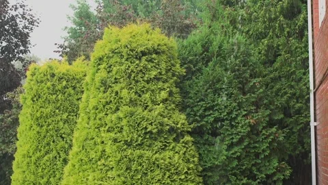 Green thuja in the rain, slow-motion video Stock-Footage 328314309
