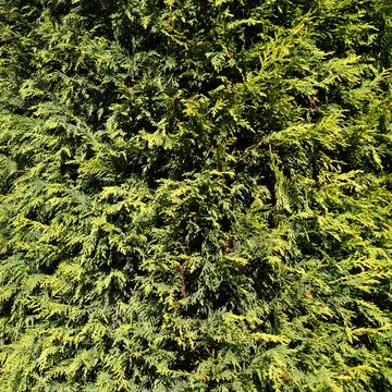 Green thuja in sunlight texture for background Stock Photos
