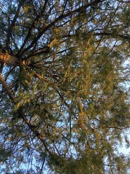 Green Thuja tree and clouds Foto stock