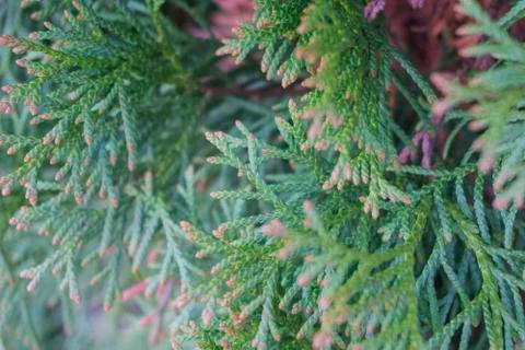 Green thuja tree branches close up details as background image Stock Photos