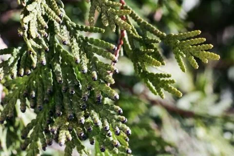 The Green thuja tree branches close up Stock Photos