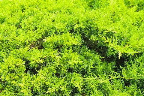 Green thuja tree branches texture background, tui tree. Cypress cedar thuja Stock Photos