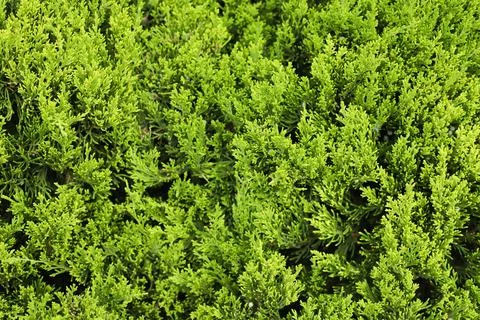 Green thuja tree branches texture background, tui tree, thuja arborvitae Stock Photos