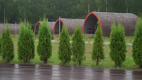 Green thuja trees stand in the rain 库存影片 329094438