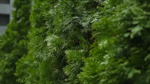 Green thujas against a building. Stock Footage 273015465