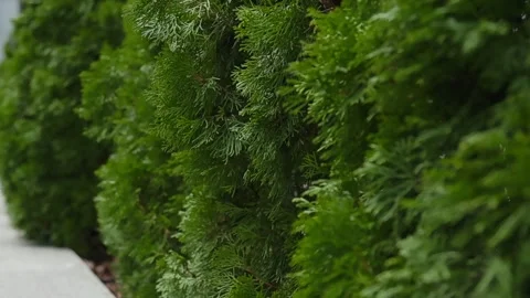 Green thujas. Stock Footage 273015459